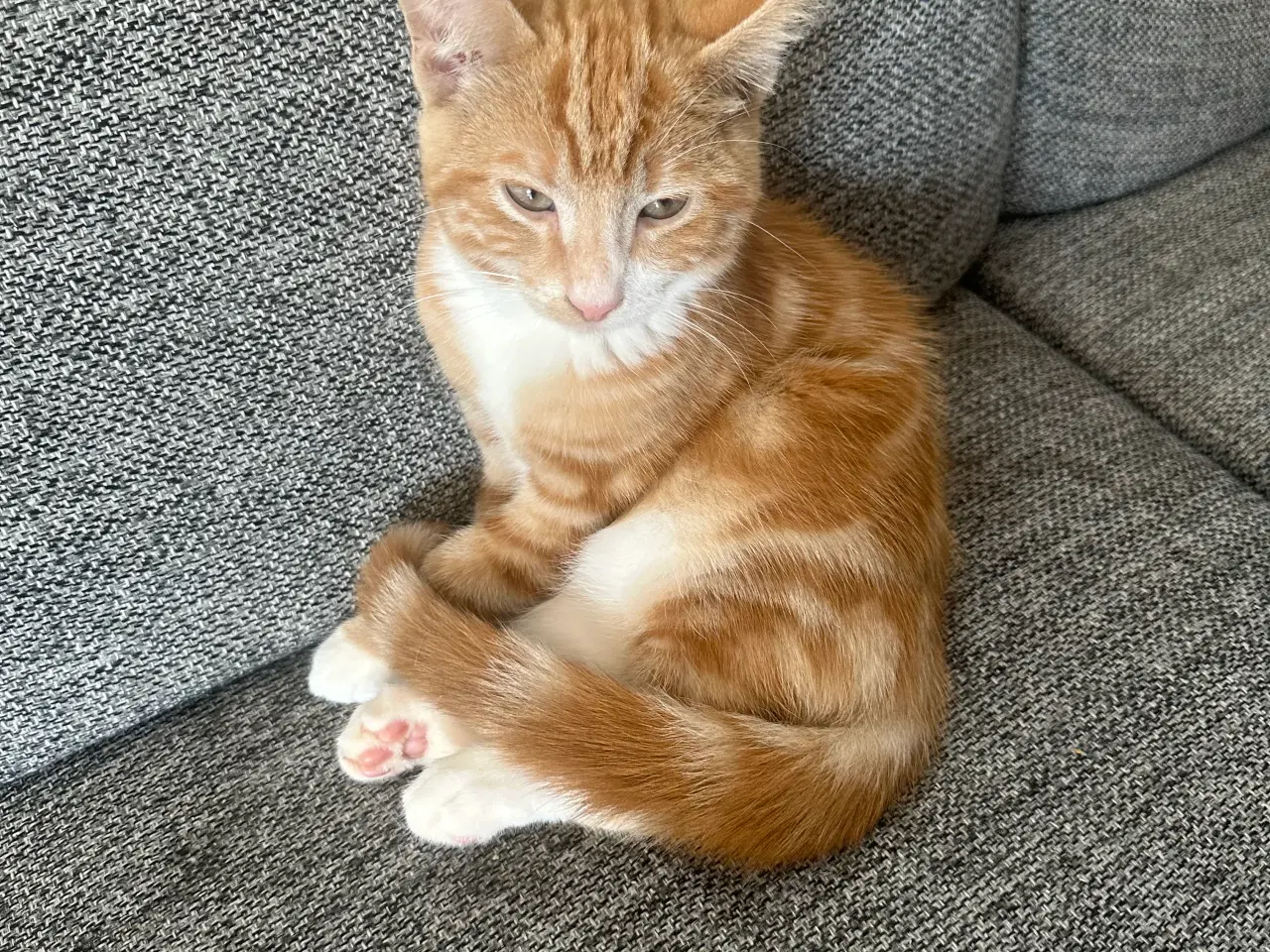 Billede 3 - Sød han killing 