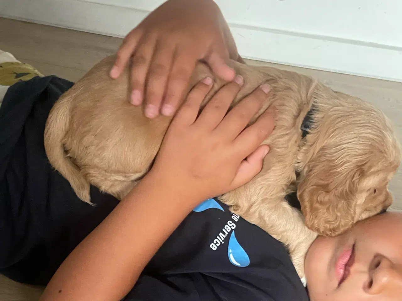 Billede 1 - Friske cockerspaniel hvalpe