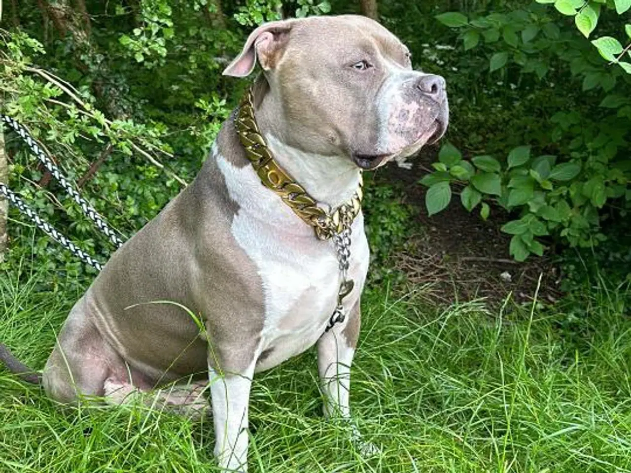 Billede 2 - Rolig og Børnevenlig American Bully XL 