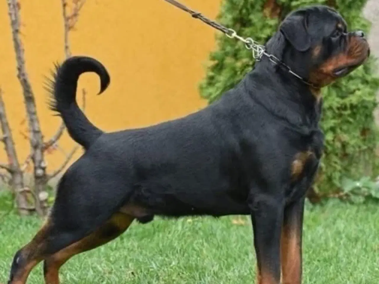 Billede 5 - M.B´Rottweiler Hvalpe