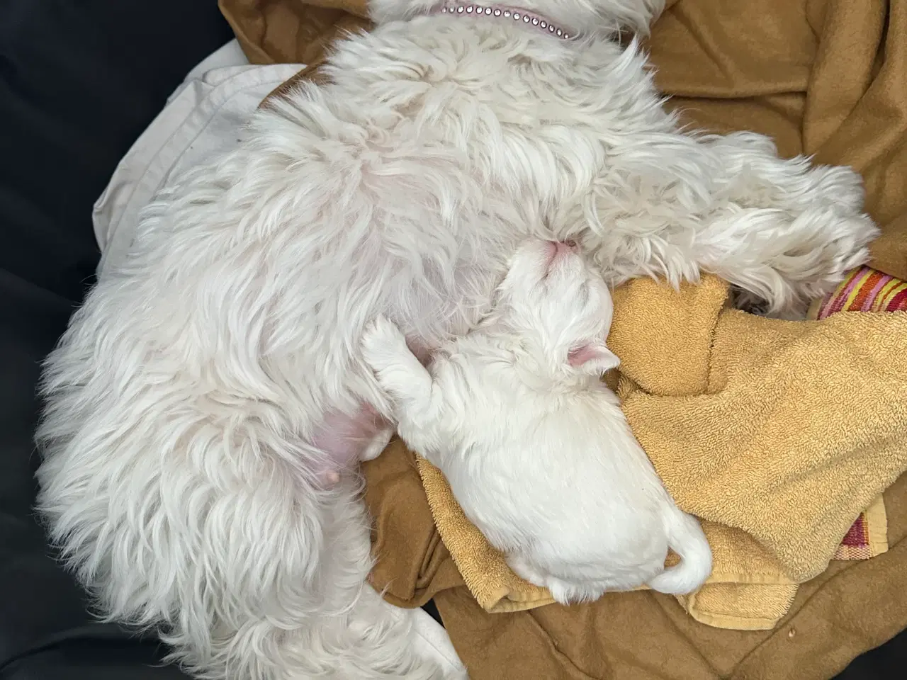 Billede 12 - Malteser hvalp 