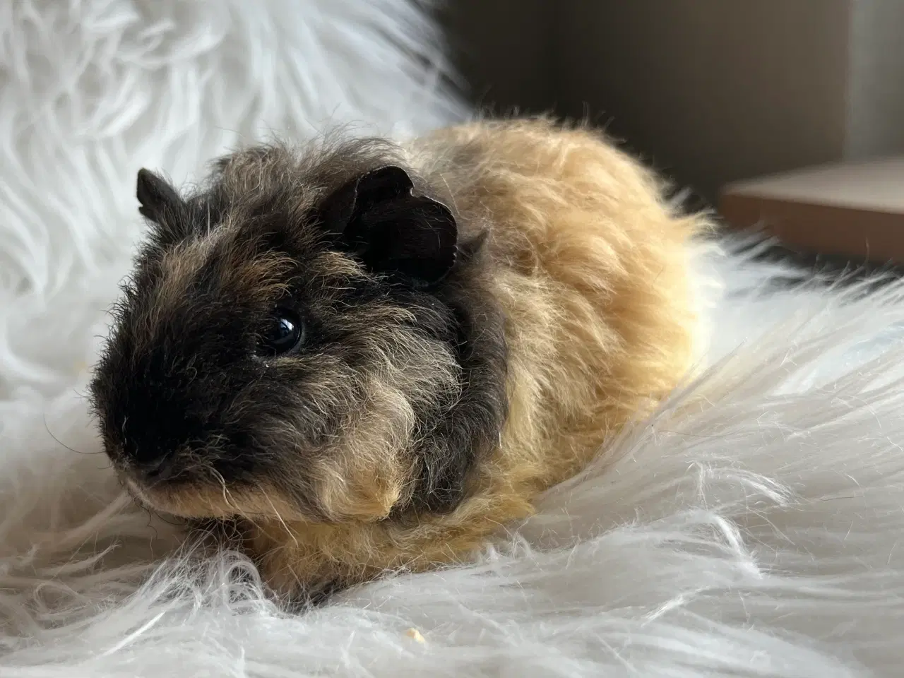 Billede 1 - Hun unge