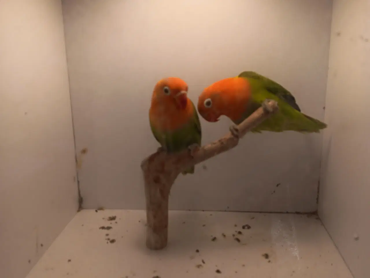 Billede 6 - Rødhovdet dværge papegøje I opaline