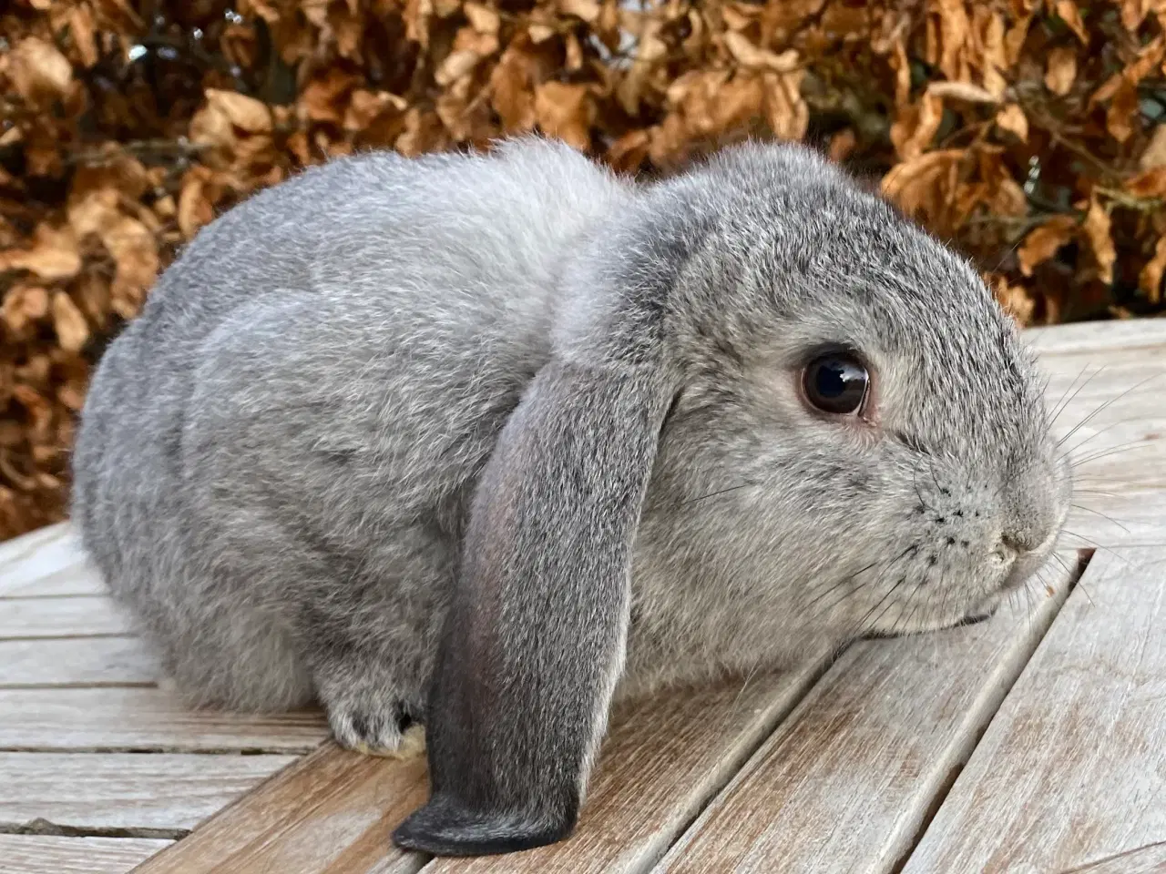 Billede 5 - FRANSK VÆDDER HUN CHINCHILLA