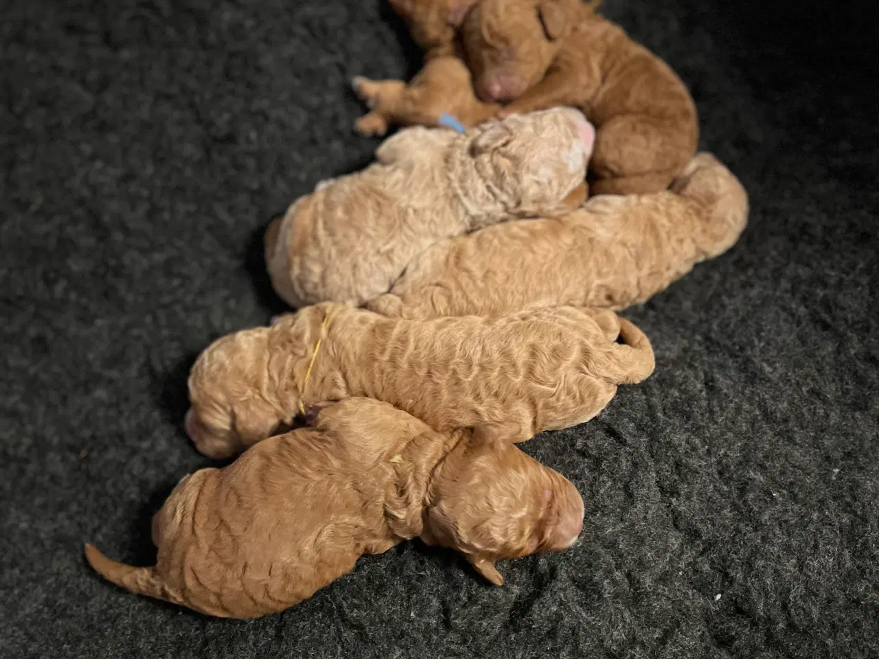 Billede 3 - Hundehvalpe Goldendoodle