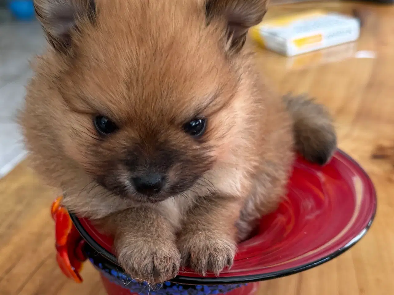 Billede 1 - Pomeranian hvalp