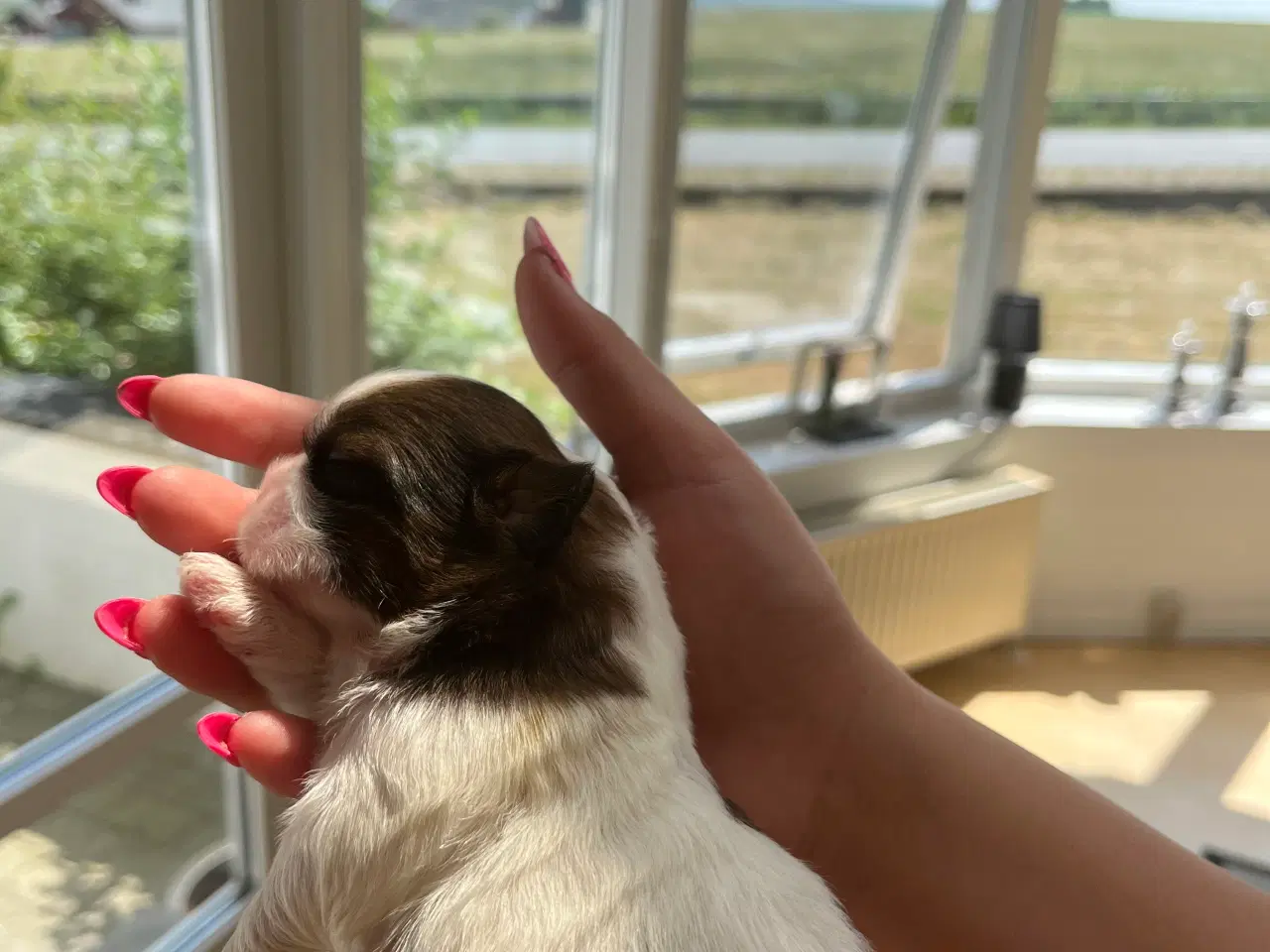 Billede 2 - Rene shih tzu hvalpe til salg 
