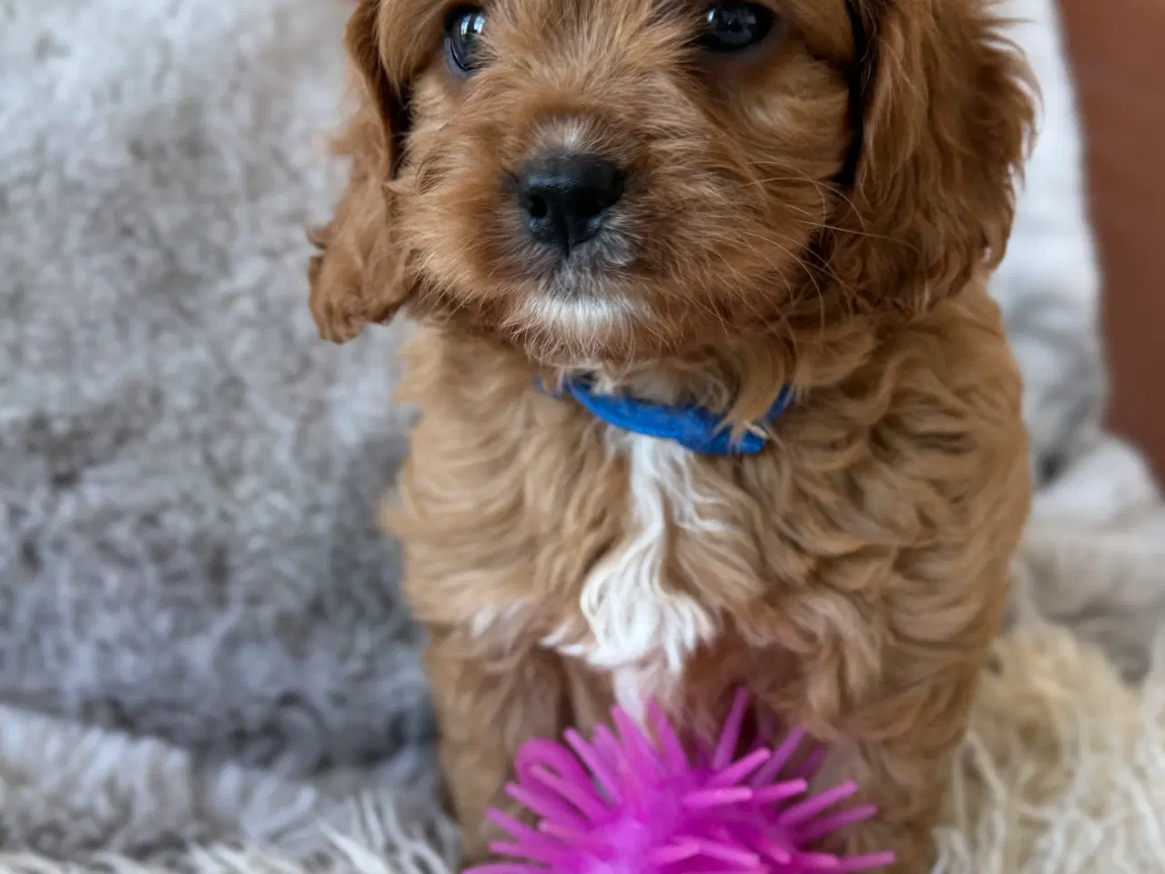 Billede 2 - Cavapoo Hvalpe f1 Dreng