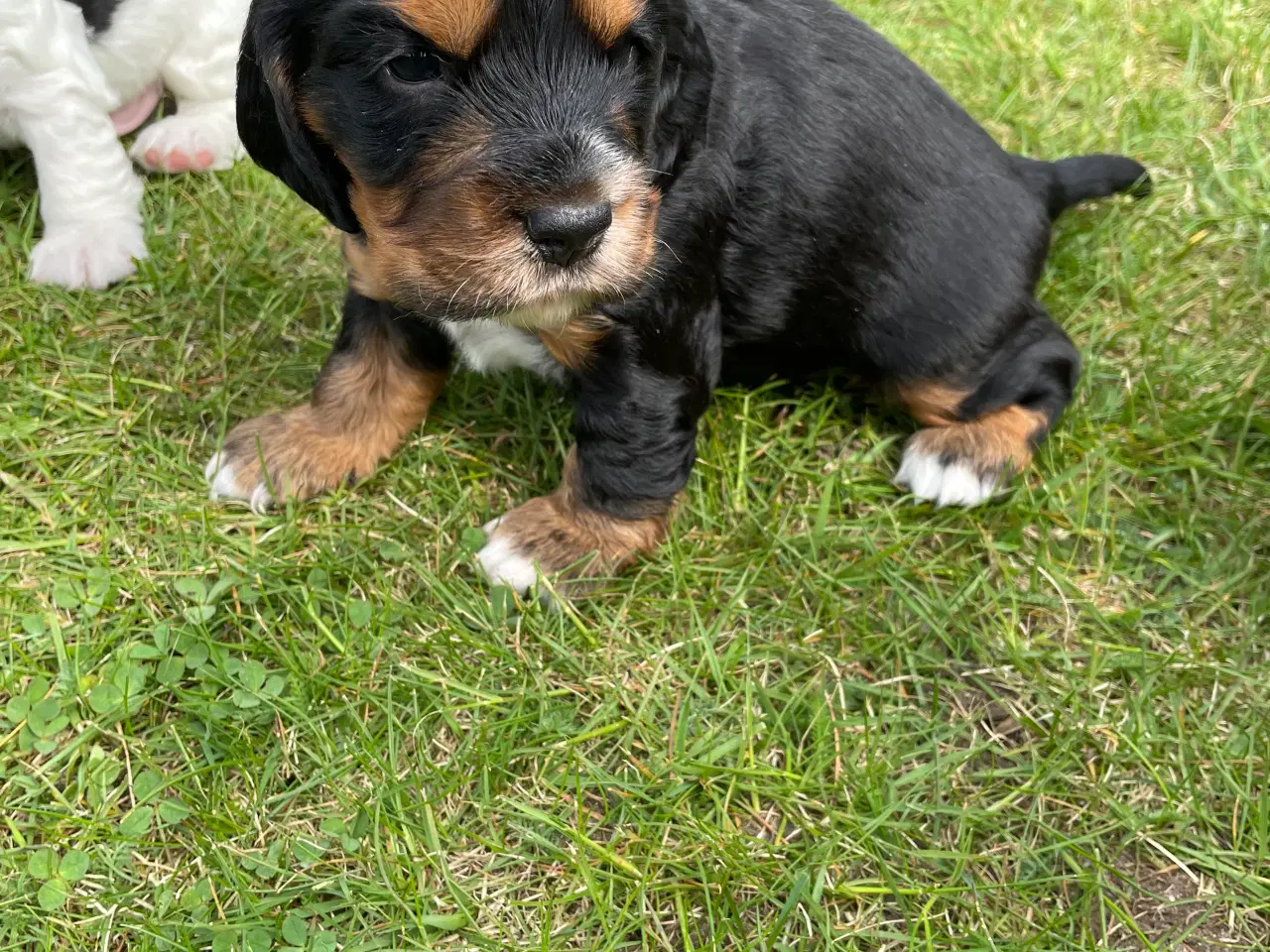 Billede 10 - Cocker Spaniel hvalpe klar til salg 18/5