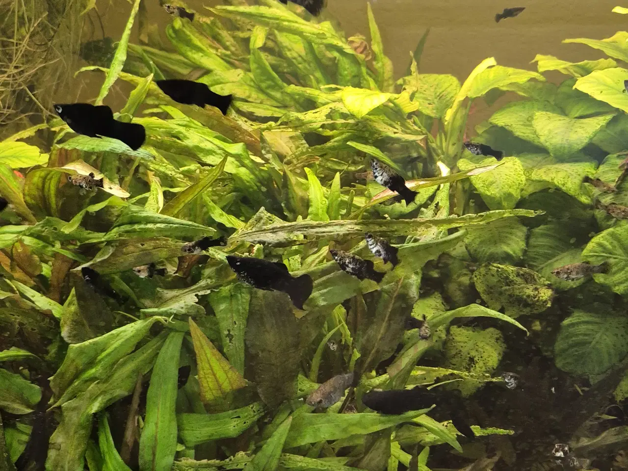 Billede 3 - 720 L akvarium