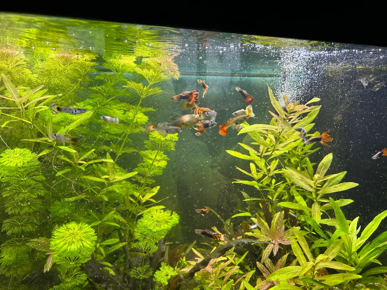 Billede 5 - Akvarie planter 