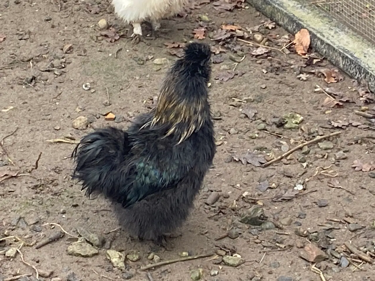 Billede 2 - Dværgsilke HANE 