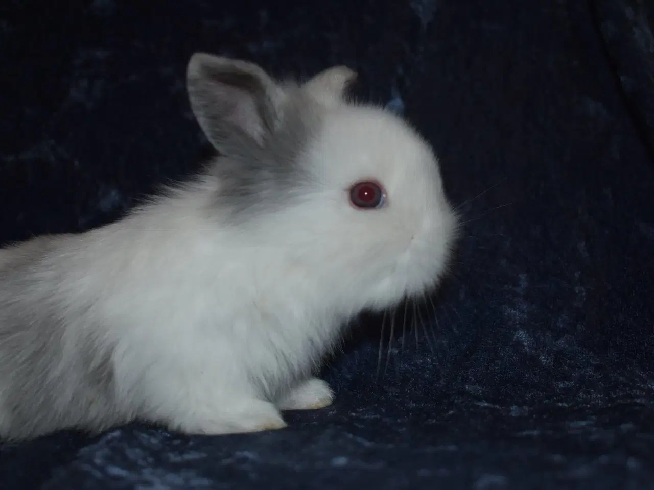 Billede 5 - Minilop/Teddy dreng 