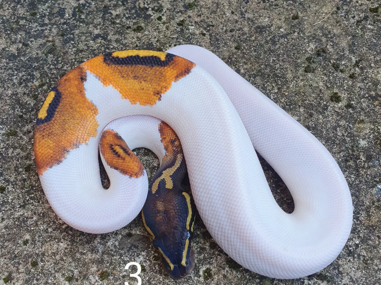 Billede 16 - Pied kongepythons. Opdateret.