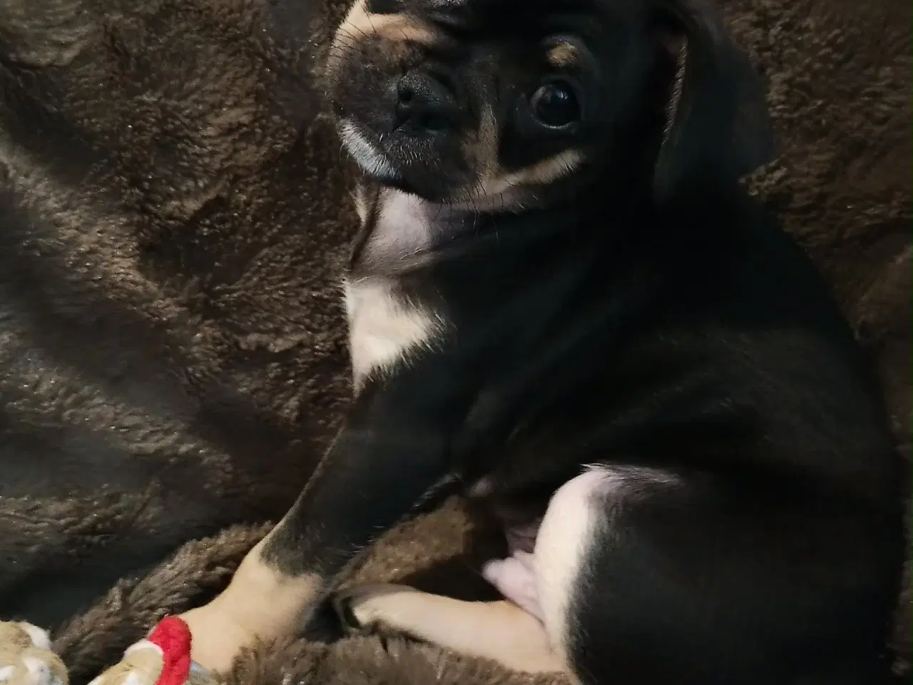 Billede 19 - Skønne 8 ugers små gadekryds