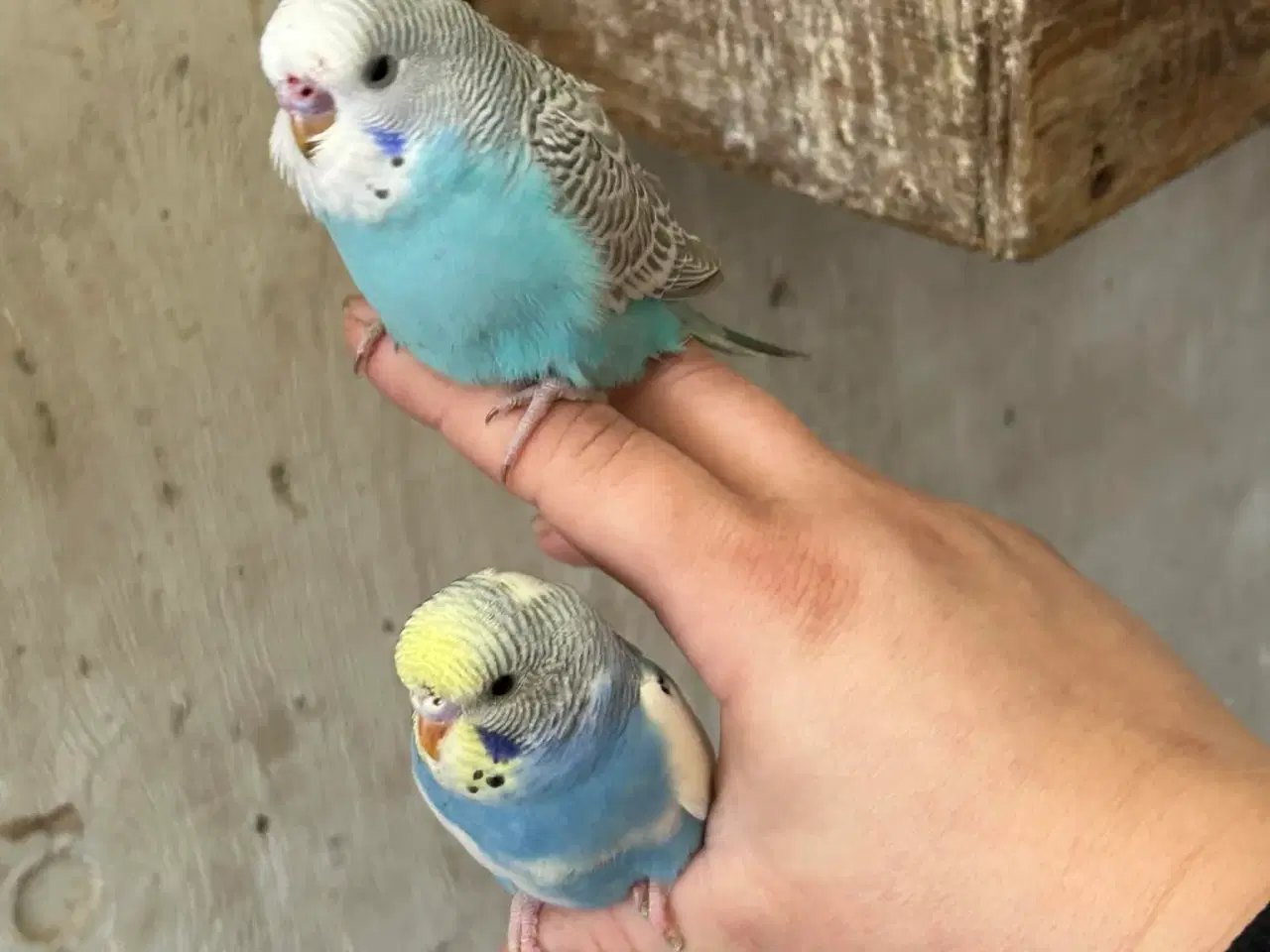 Billede 9 - Nye unger Klar 5. Maj