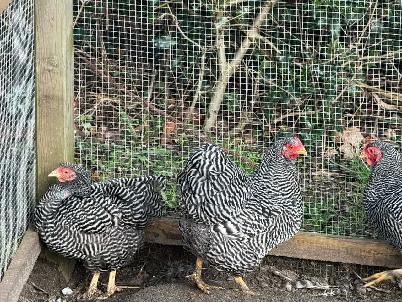 Billede 1 - 3 Tværstribede dværg Wyandotter