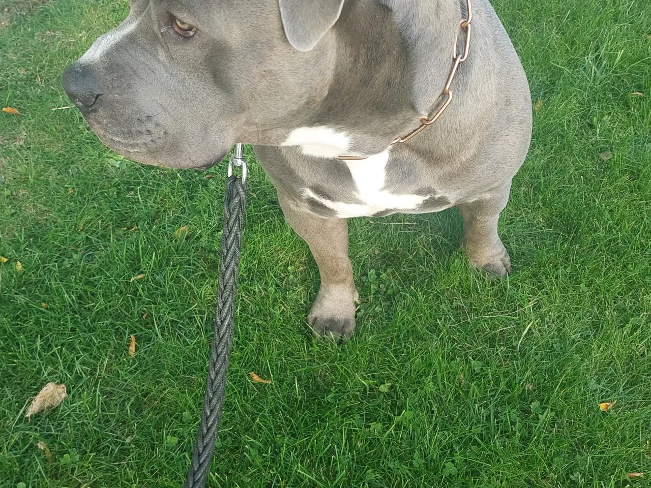 Billede 4 - American bully til salg