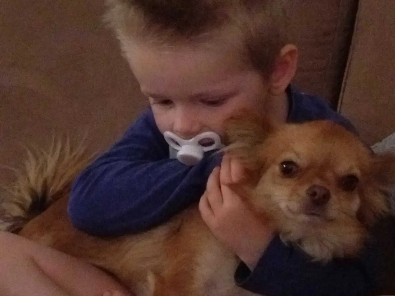 Billede 1 - Chihuahua Papillon blanding 