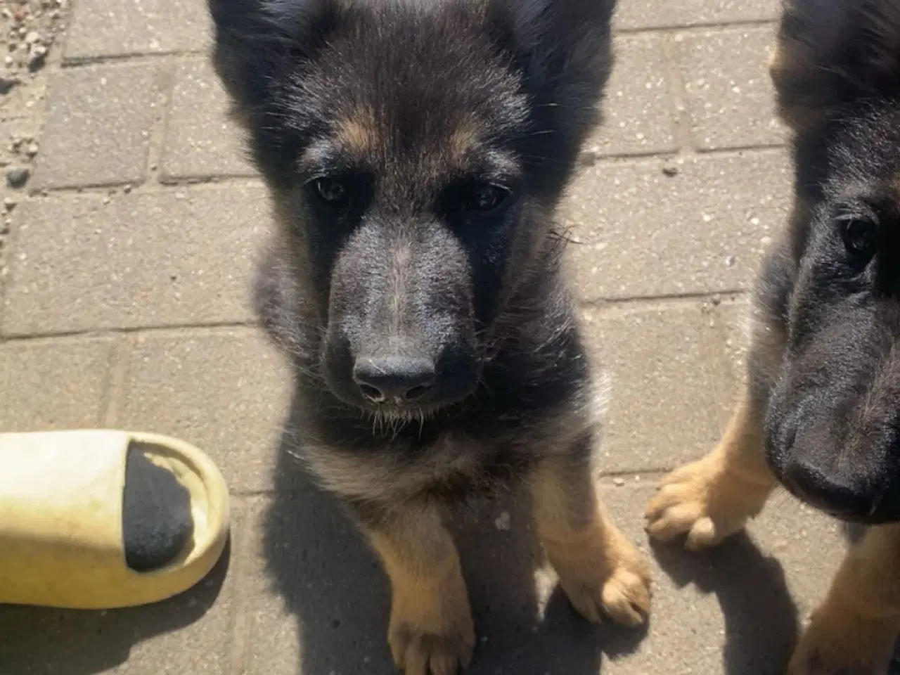 Billede 6 - Schæfer hvalpe der søger nyt hjem🐶