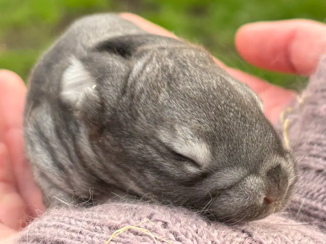 Billede 4 - FRANSK VÆDDER HAN CHINCHILLA
