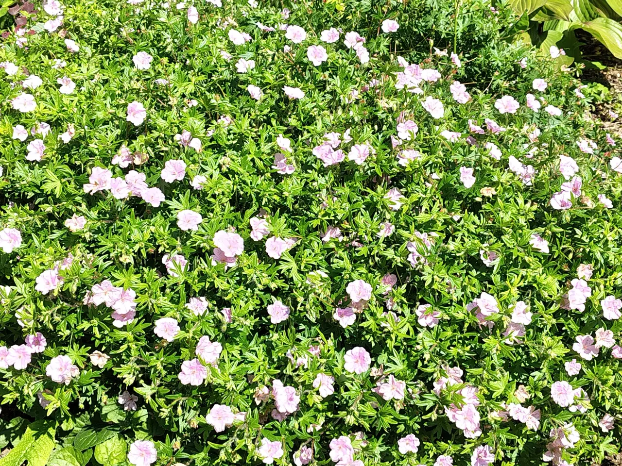 Billede 4 - Geranium sanguineum var. striatum / Stribet Blodst