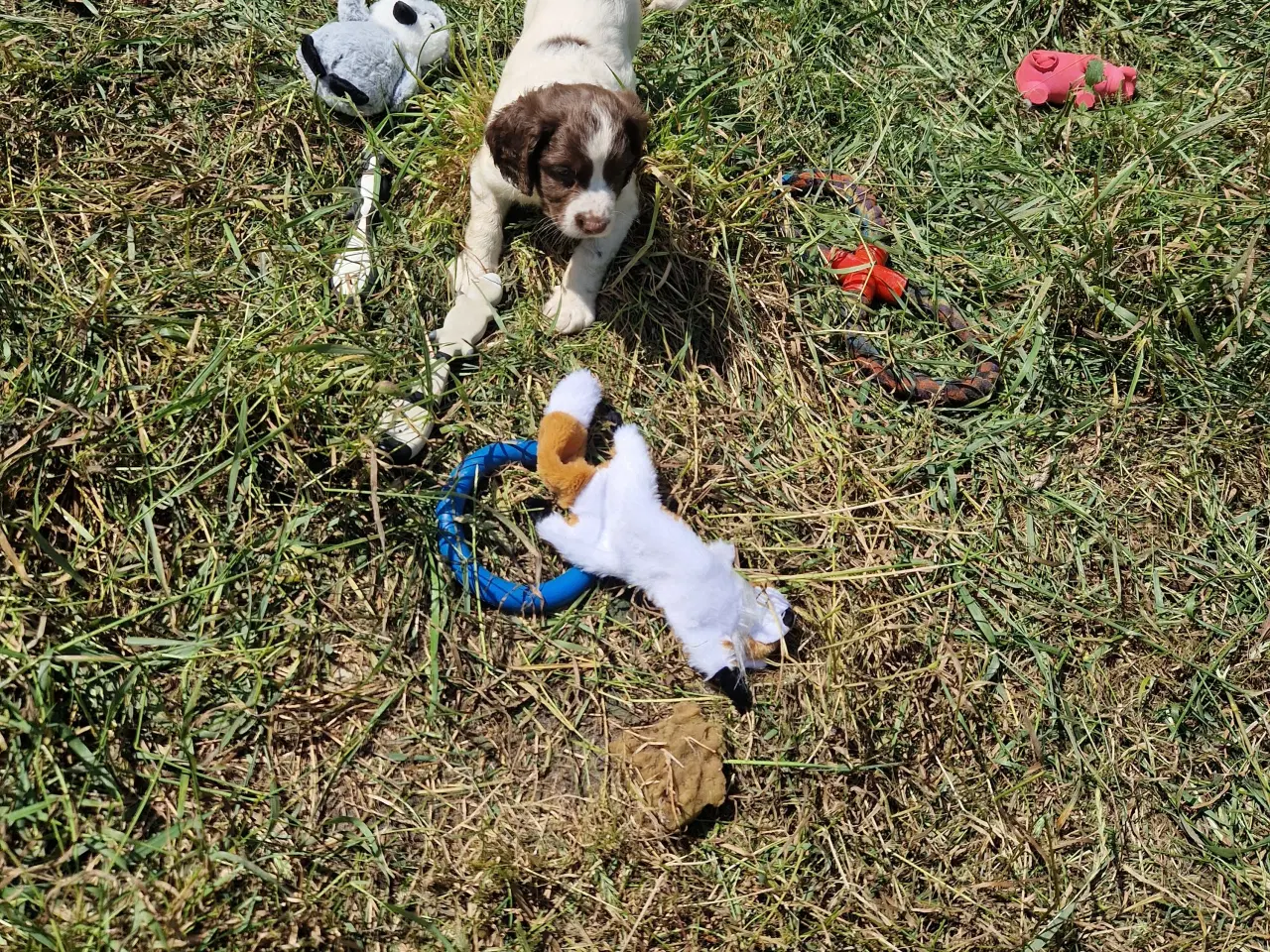 Billede 5 - Søde hvalpe - engelsk springer spaniel  FT og Bob