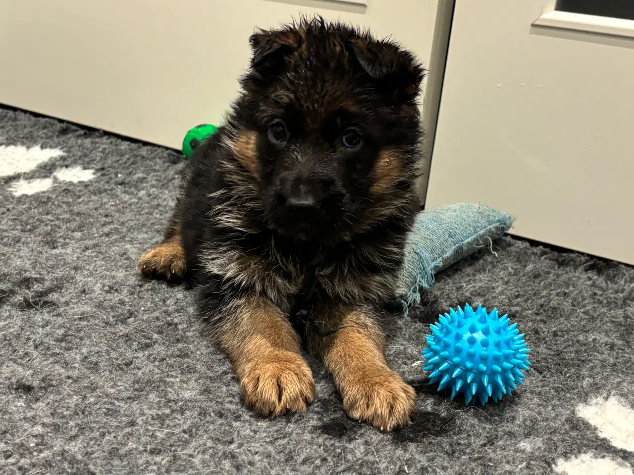 Billede 10 - Schæferhvalpe med stamtavle