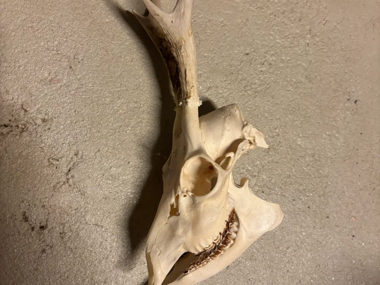 Billede 1 - Råbuk opsats gevir