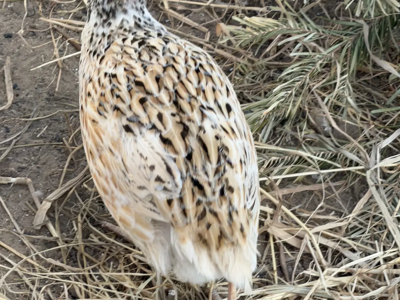 Billede 19 - Vagtel rugeæg 