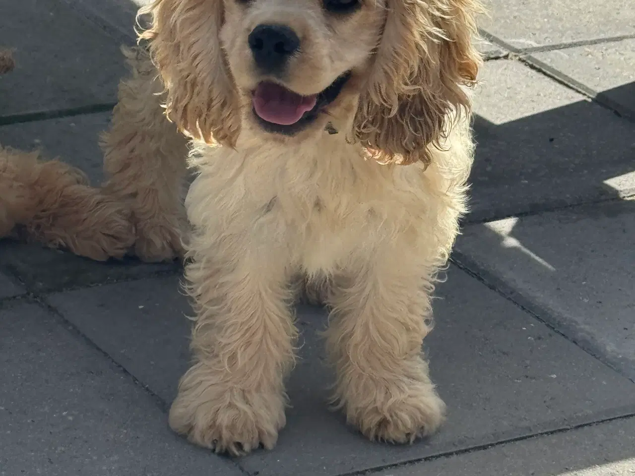 Billede 16 - Rejseklar 🧳 Skønne Amerikanske Cockerspaniel 