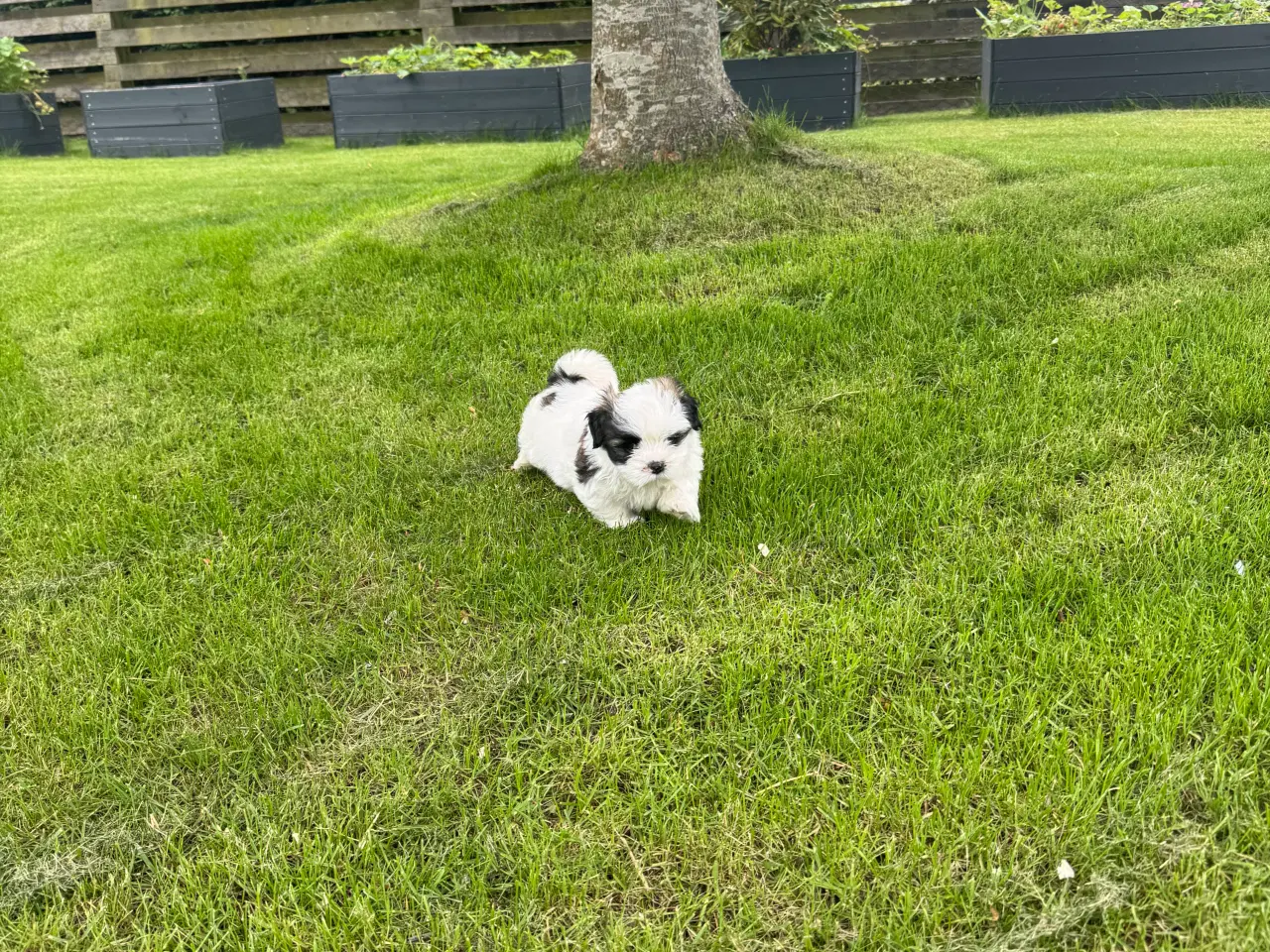 Billede 5 - Lhasa apso tæve