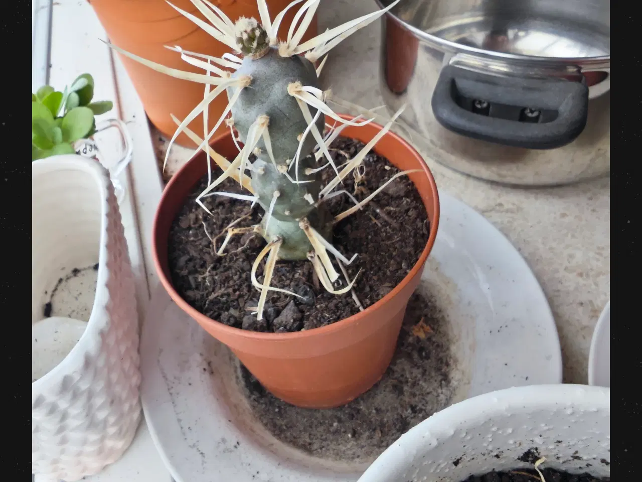 Billede 2 - Sukkulenter og Kaktusser (hjemmeprojekt)