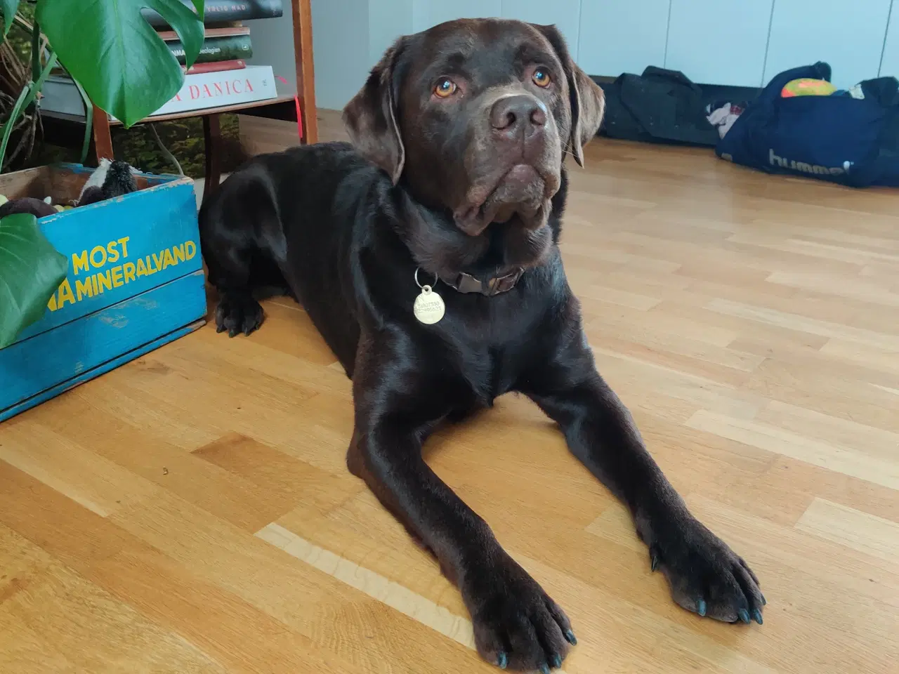 Billede 4 - Brune labrador hvalpe