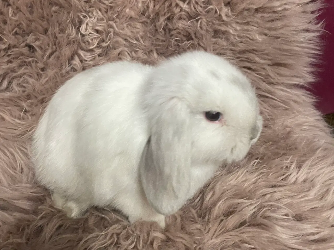 Billede 4 - Minilop unge klar 19/11 (dreng)