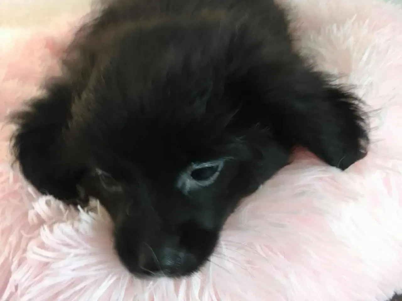 Billede 1 - De skønneste Pomeranian-blandingshvalpe