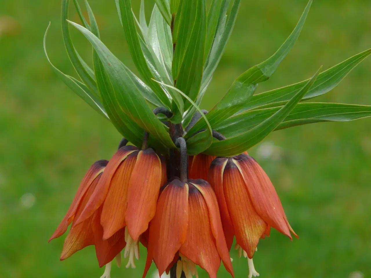 Billede 1 - Kejserkrone Orange – Fritillari Imperialis Rubra