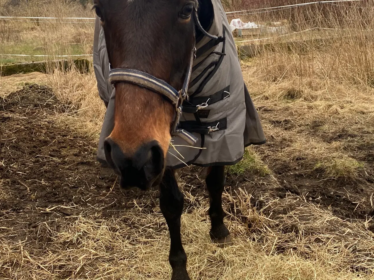 Billede 12 - 13 årig pensioneret traver hoppe/ hygge hest/