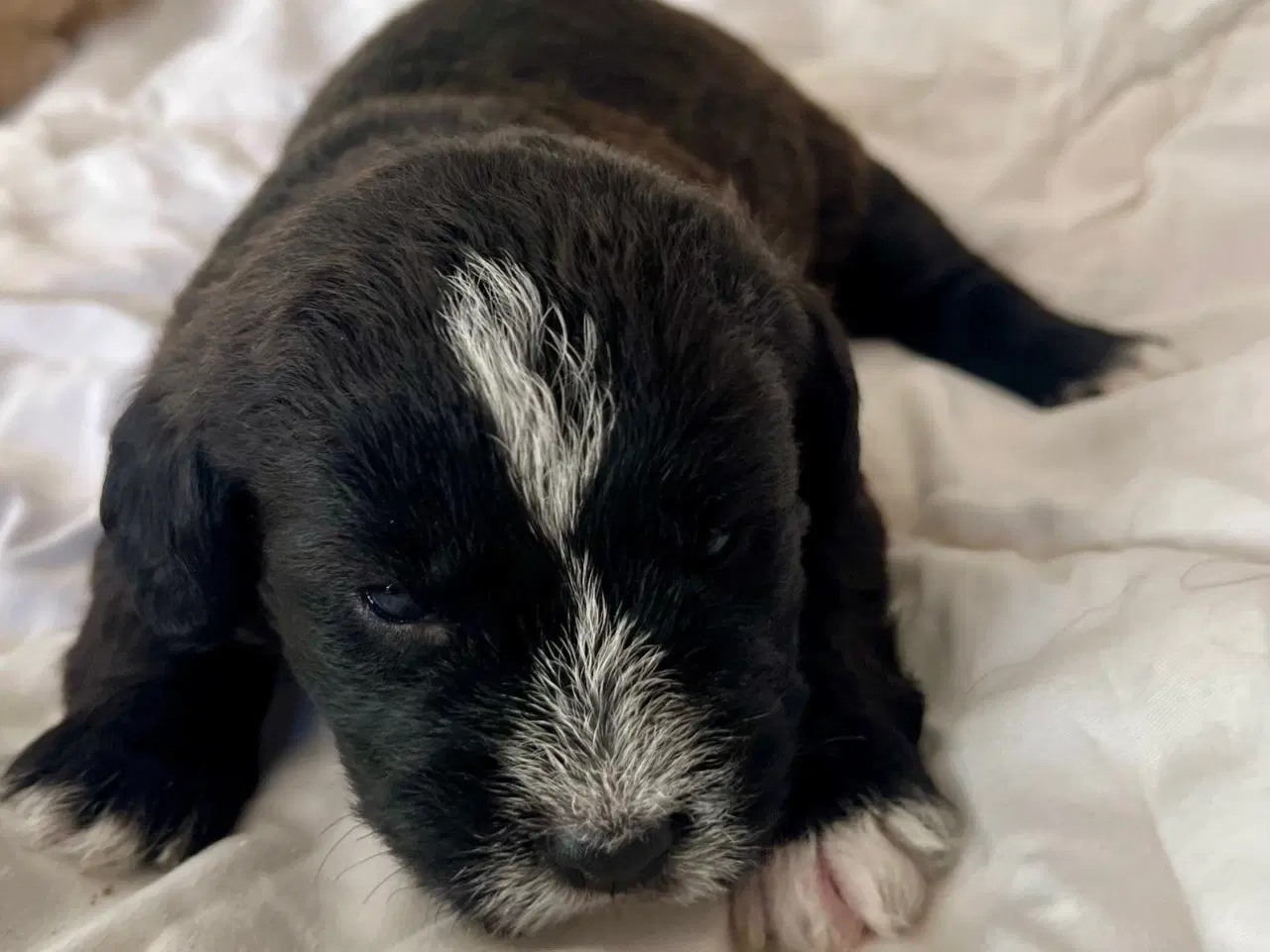 Billede 19 - Super skønne sociale Lagotto blandinger