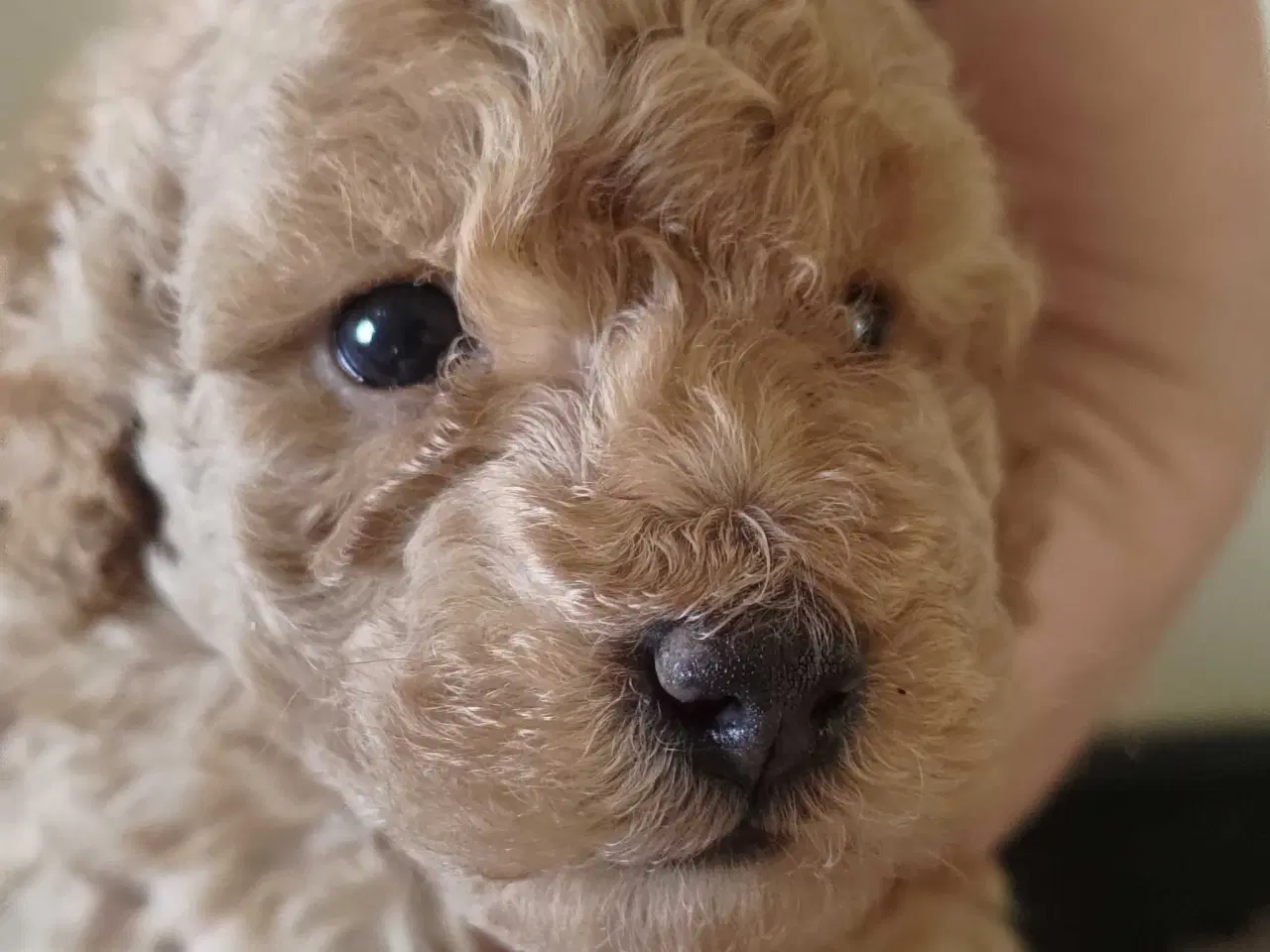 Billede 5 - Fawn krøltoppe puddelhvalpe 