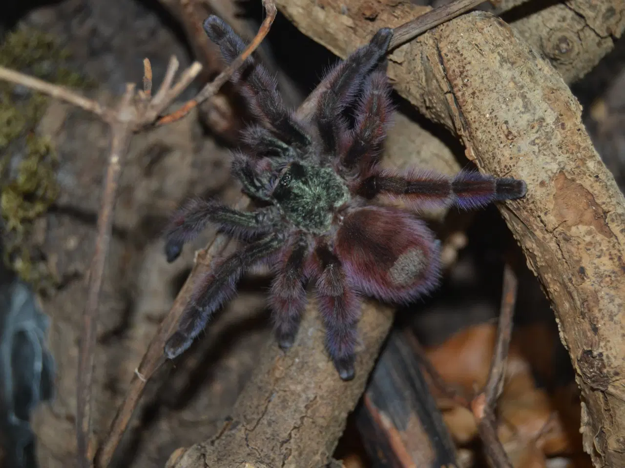 Billede 4 - Caribena versicolor 