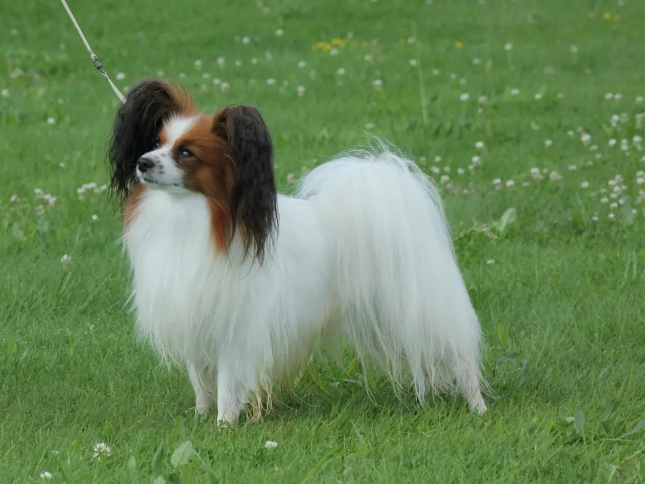 Billede 4 - Papillon hvalpe