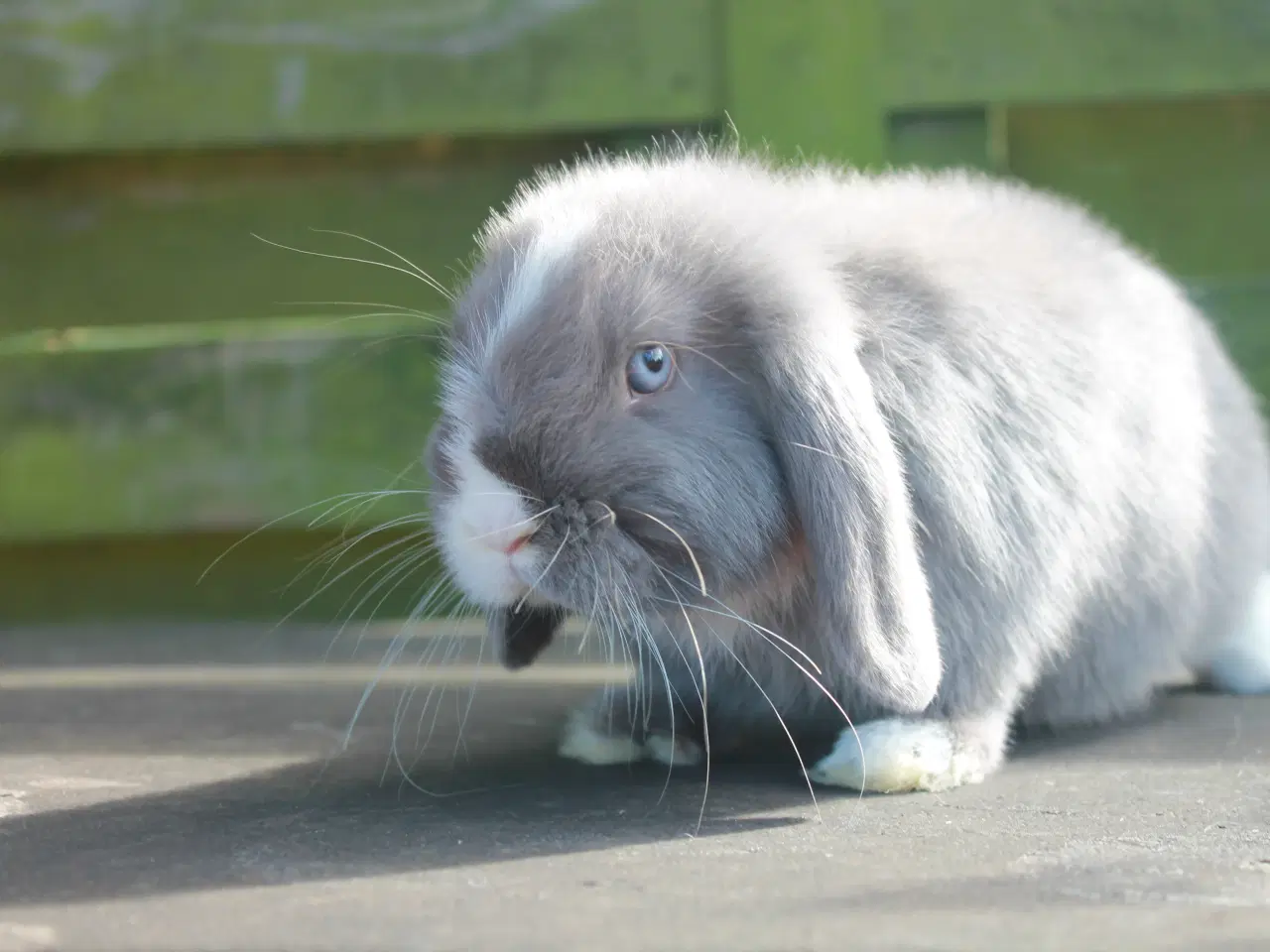 Billede 4 - Dværgvædder/mini lop hankanin