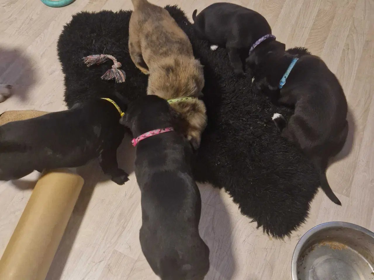 Billede 4 - Dejlige familie blandings basser 