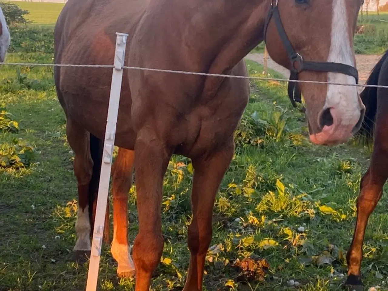 Billede 3 - Chance hest med charme