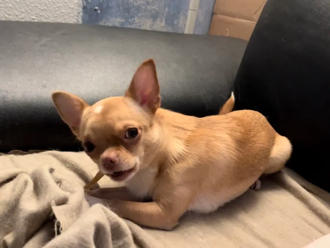 Billede 2 - Chihuahua tæve 