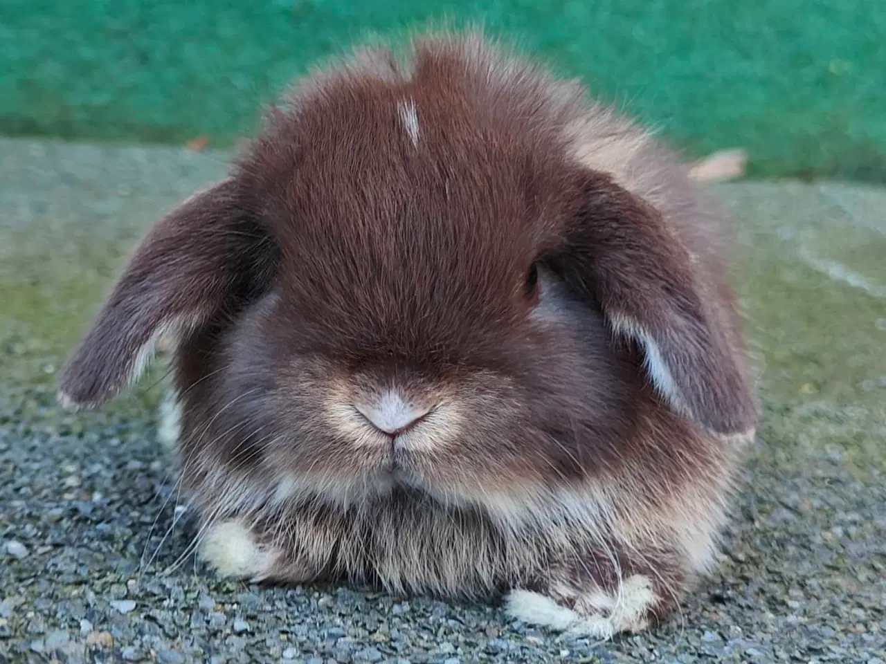 Billede 6 - Minilop hanunge