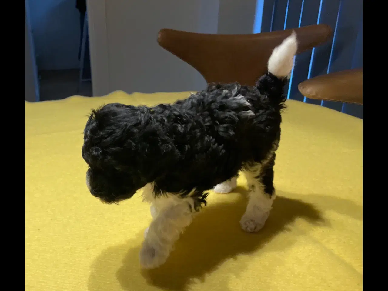 Billede 3 - Puddel hvalpe