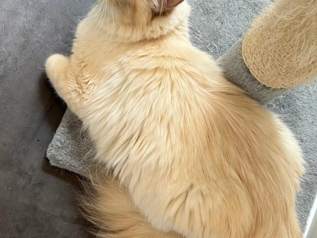 Billede 8 - Hellig Birma crememaskede