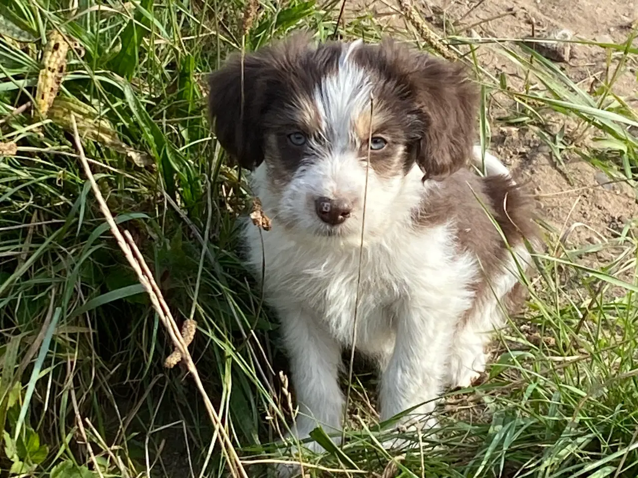 Billede 3 - Border Collie / Powder puff